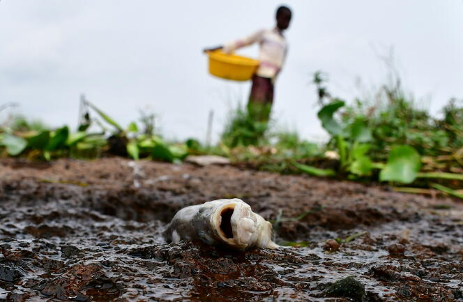 A Entebbe, côté ougandais, les poissons se meurent aussi dans le lac Victoria, en janvier 2021.
