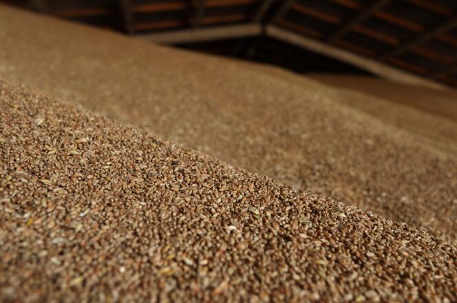 Зерна пшеницы хранятся на ферме под Измаилом (Украина) в Одесской области, 14 июня 2022 года. 