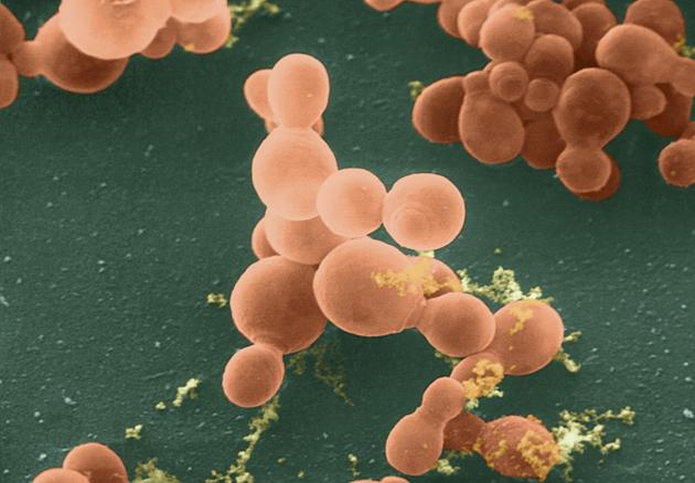 Les levures du genre Malassezia sont fréquemment trouvées à la surface de la peau. Ici au microscope à balayage électronique.