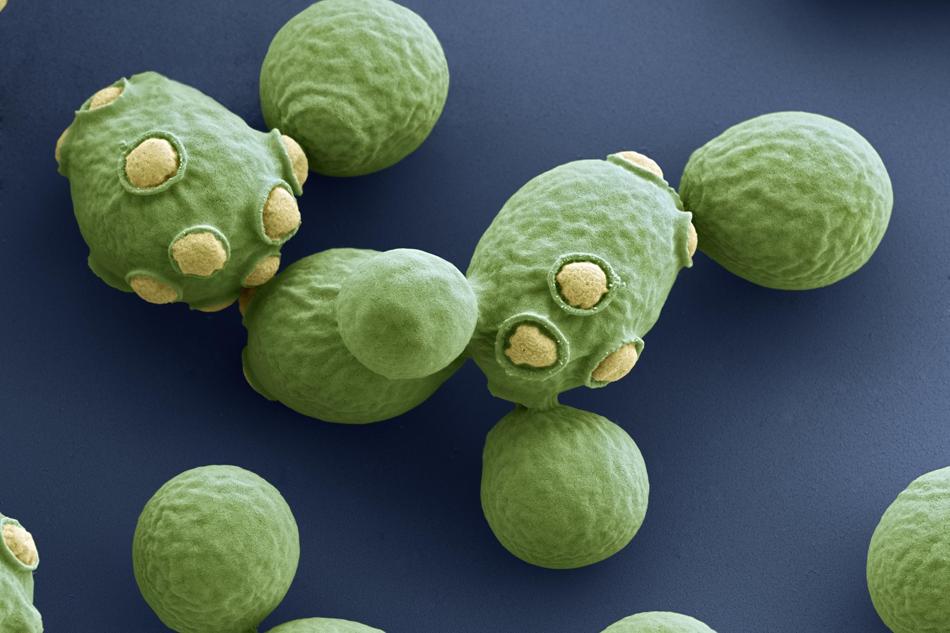 « Saccharomyces cerevisiae » au microscope à balayage électronique.