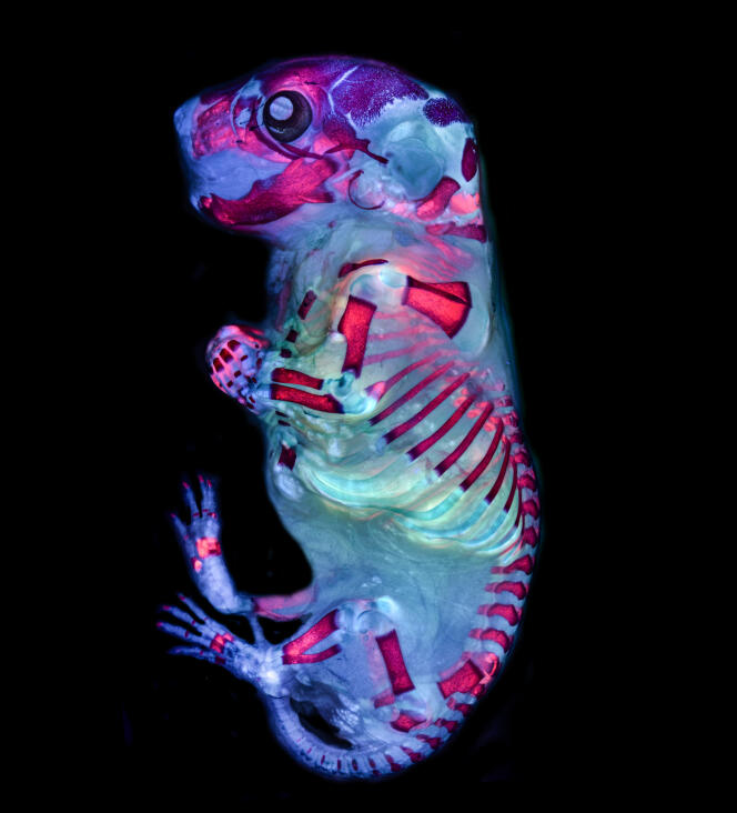 Coloration des structures cartilagineuses et osseuses d'un embryon de souris. 