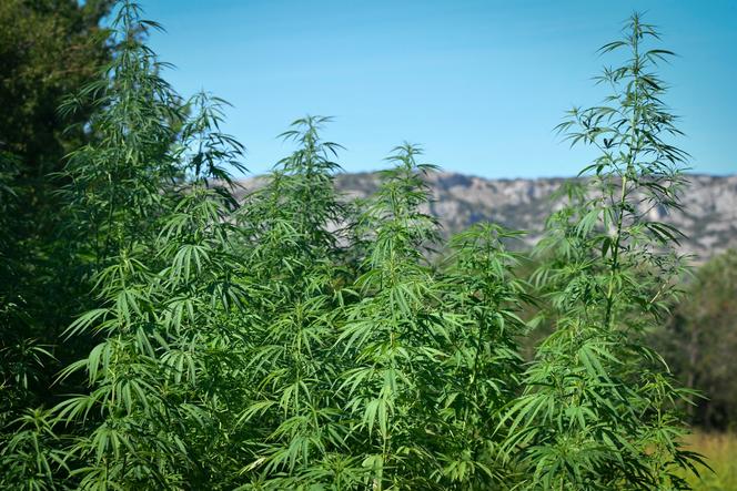 Un champ de cannabis dans le Vaucluse, en août 2019.