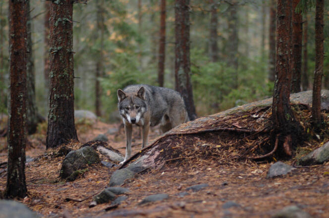 Un lobo gris en los bosques de la provincia de Hälsingland, Suecia, en septiembre de 2009.