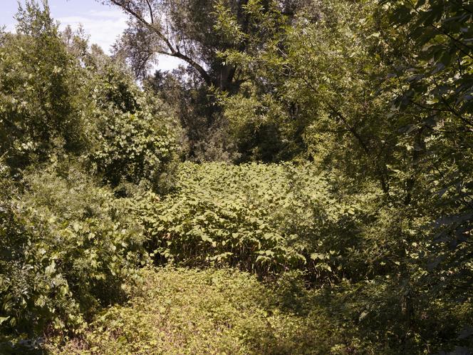 Este brazo secundario del Ródano, seco, ha sido colonizado por la nudillo japonés, una especie invasora muy presente en Francia. En Baix (Ardèche), 28 de junio de 2022.
