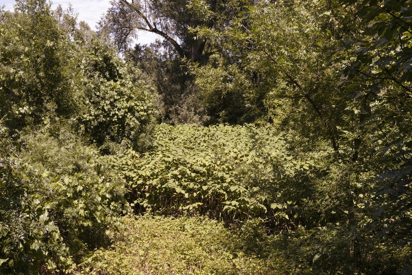 El enigma de la gestión de especies invasoras en Francia