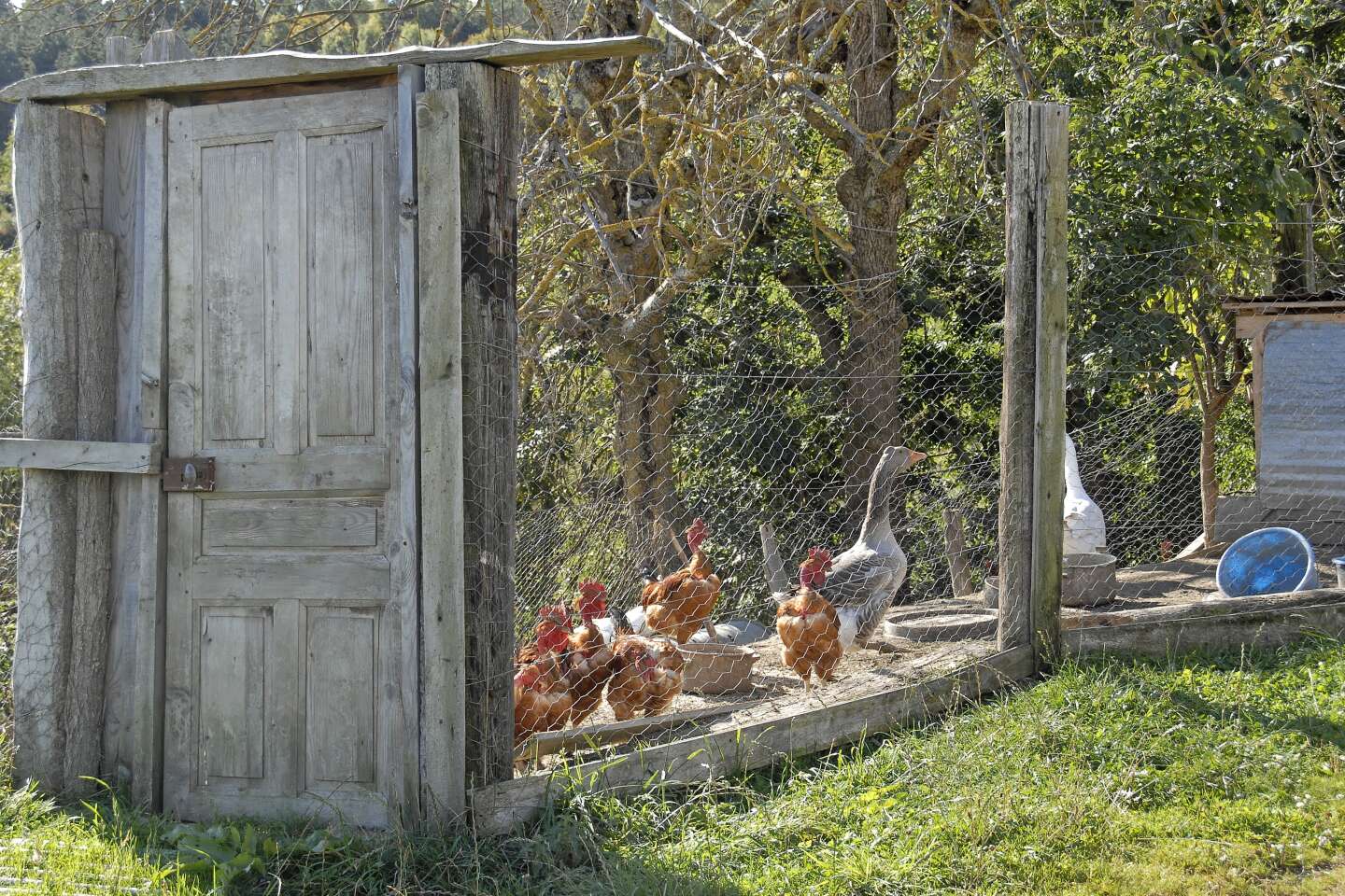 Des œufs prélevés dans des poulaillers de particuliers contaminés par des polluants PFAS dans le Rhône