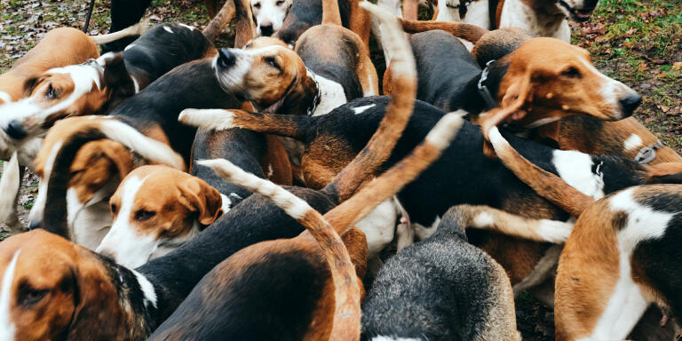 La chasse à courre du cerf au fôret de  Compiègne.

Les chiens d’ Alain Drach - maître de l’équipage La Futaie des amis sortent de leur petit camion avant la chasse de cerf à Compiegne.