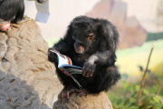 Un chimpanzé lit un livre, dans un zoo de Chongqing (Chine), en 2016.