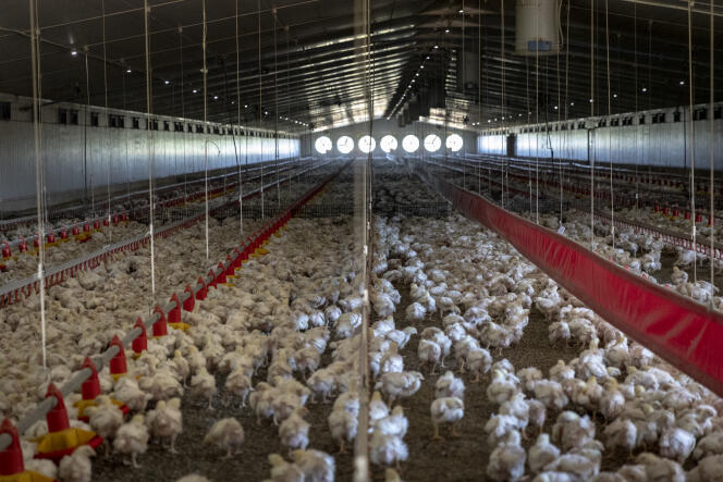 A chicken farm near Lichtenburg, South Africa, January 23, 2023.