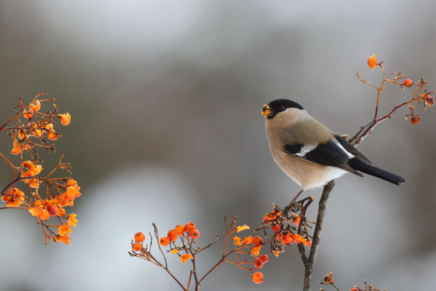 Biodiversité: comment vont les oiseaux de nos jardins?