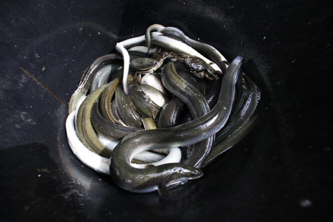 Eels caught in the polders surrounding the southern Dutch village of Numansdorp on September 28, 2009.