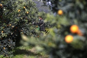Moroccan workers harvest clementines in a field in Foleli, Corsica, on October 29, 2020. 
