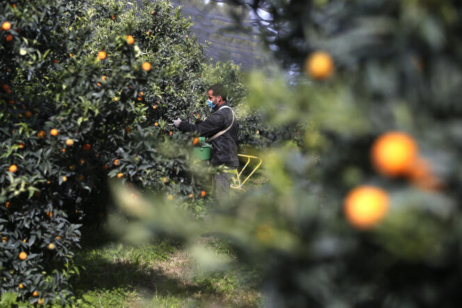 Trabajadores marroquíes cosechan clementinas en un campo en Folelli, Córcega, el 29 de octubre de 2020. 