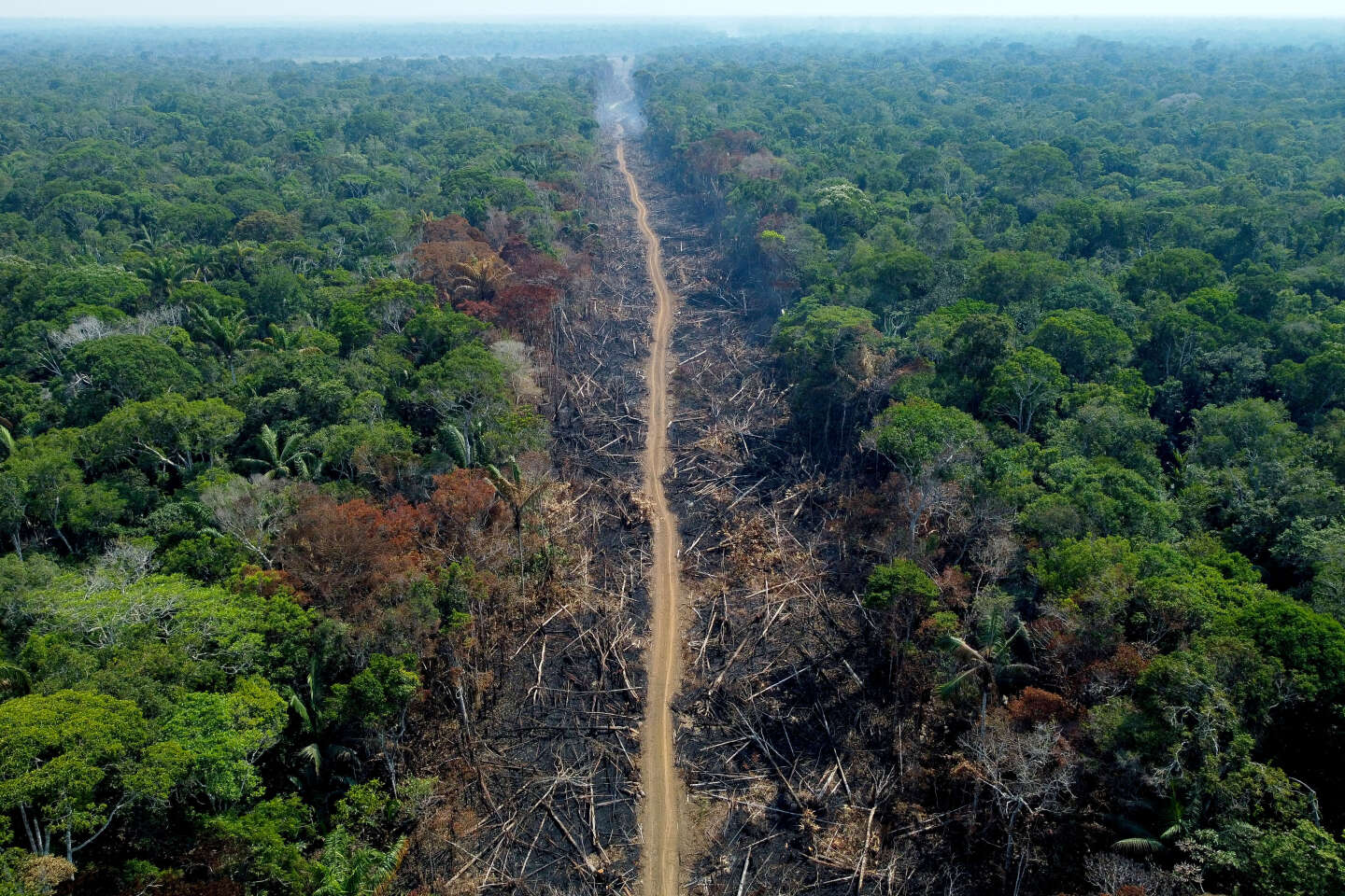 Het Amazone-regenwoud wordt in een ongekend tempo vernietigd door menselijke activiteiten