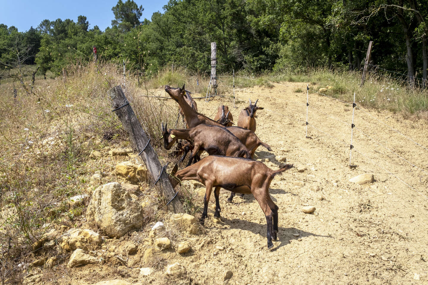 In the Corbières massif, the goats of discord