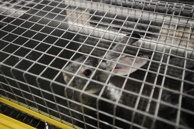 Rabbit meat prices sales 2017