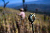 La production d’opium explose en Birmanie