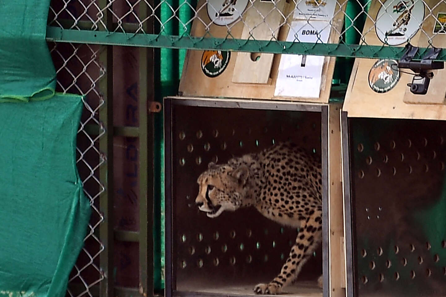 L’Afrique du Sud va envoyer plus de 100 guépards en Inde pour y réintroduire l’espèce