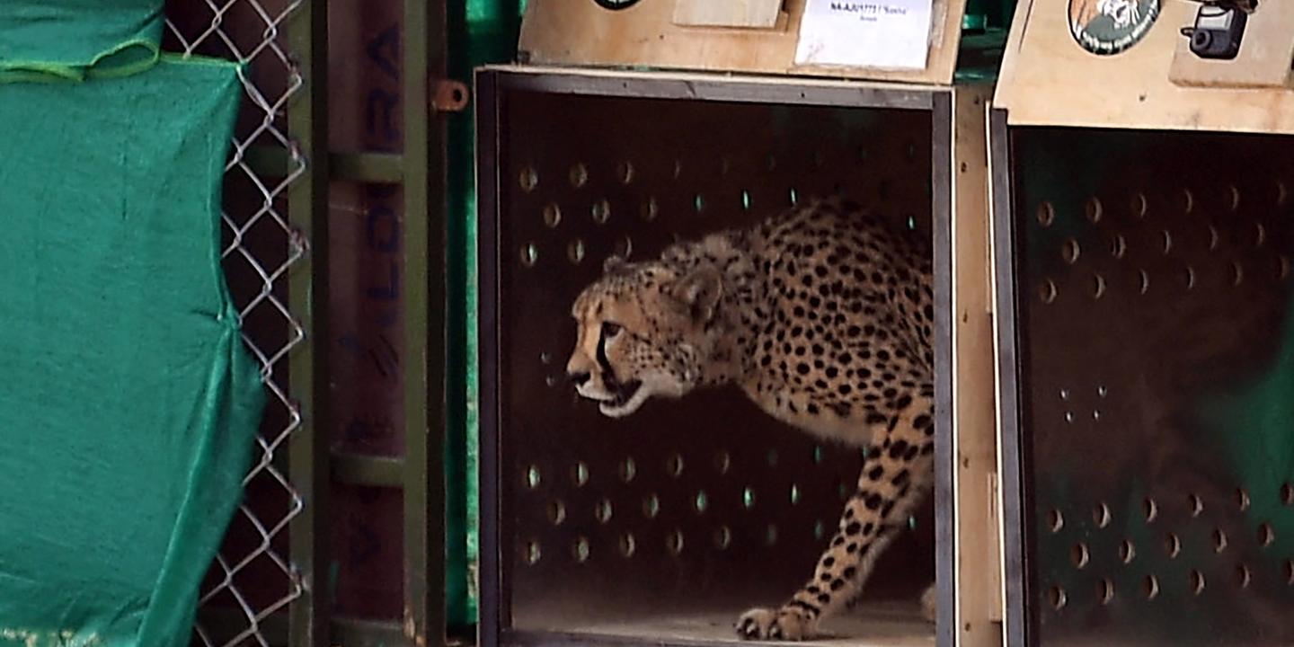 guépard à deux têtes
