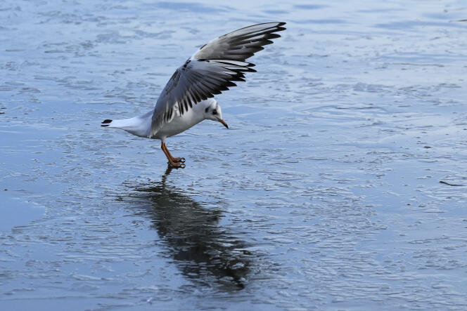 A bird glides across a lake in a London park, Tuesday, January 17, 2023. 