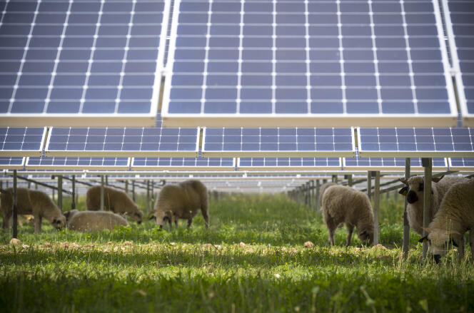 Un troupeau de moutons sur le parc photovoltaïque de Villebois (Ain), le 21 juin 2019.