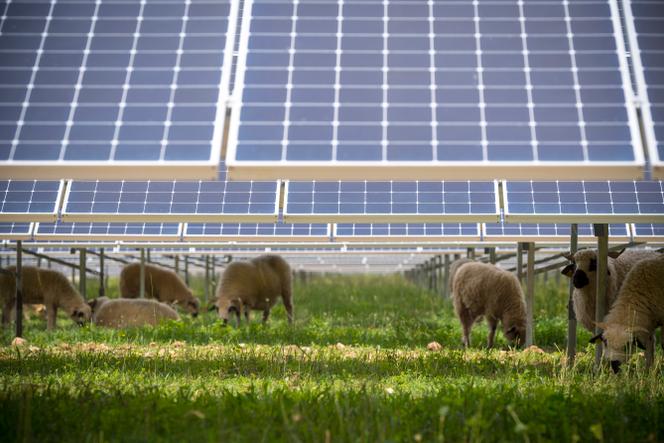 A flock of sheep in the Villebois photovoltaic park (eastern France), on June 21, 2019.
