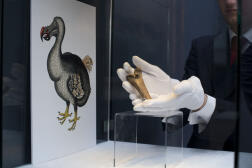 Un fragment d’os de Dodo exposé chez Christie’s, à Londres, le 27 mars 2013. 