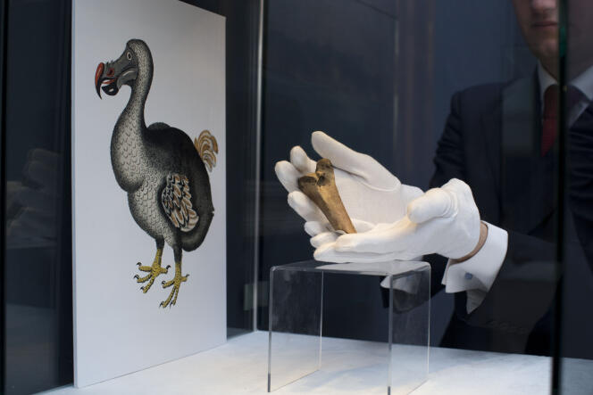 Un fragmento de hueso de Dodo en exhibición en Christie's en Londres el 27 de marzo de 2013. 