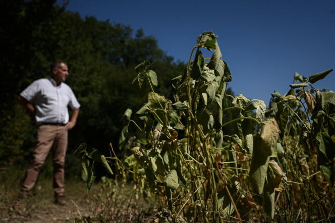 Un agricultor en su campo de soja, en Saint-Ciers-sur-Bonnieure (Charente), en agosto de 2022. 