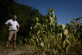 Un agriculteur dans son champ de soja, à Saint-Ciers-sur-Bonnieure (Charente), en août 2022. 