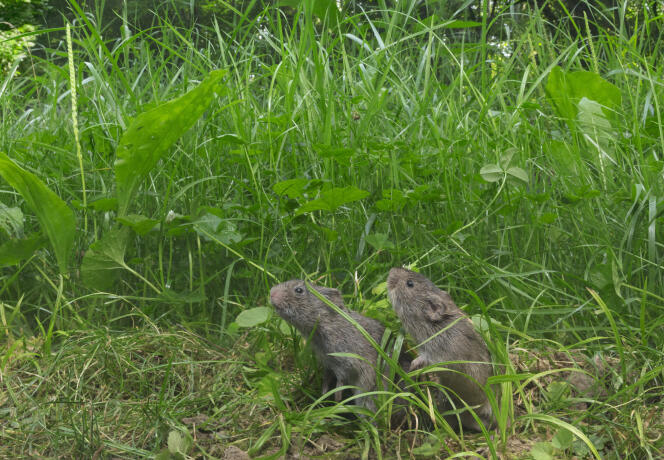 Pair of prairie voles, North America, July 2013.