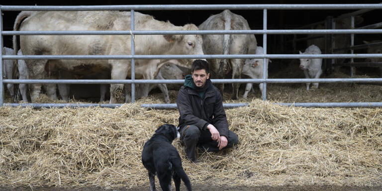 Tom Auvillain agriculteur a Lourdoueix Saint Pierre (23) le 4 fevrier 2023 devant ses vaches charolaises. 35 ans. Sans la reforme peut prendre sa retraite a 62 ans, 64 ans apres la reforme. 