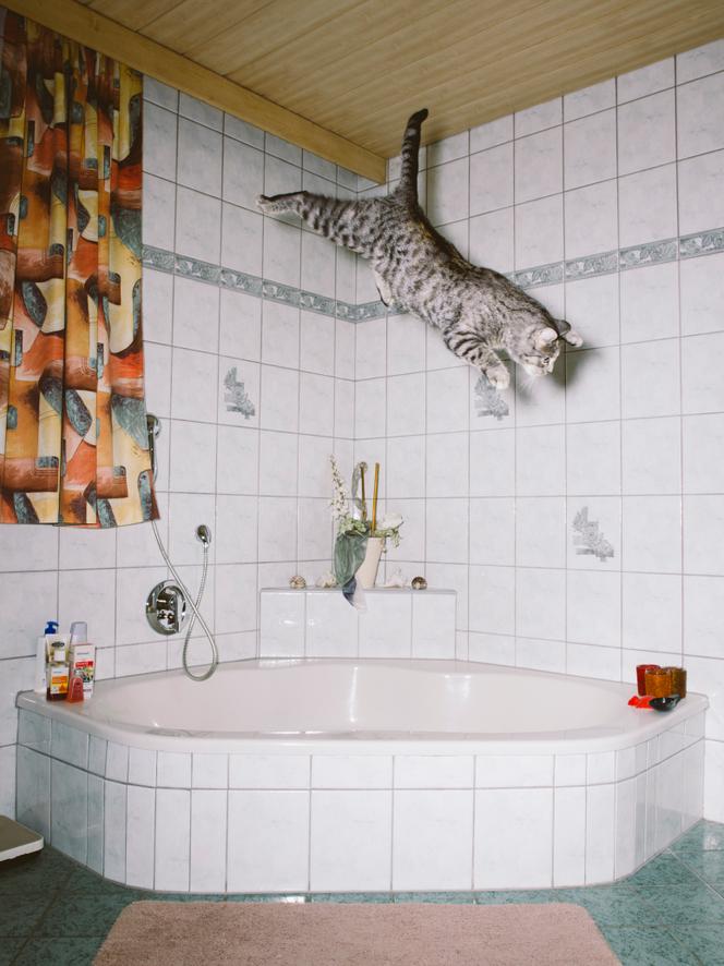 Photographie extraite de la série « Jumping Cats » de Daniel Gebhart de Koekkoek.
