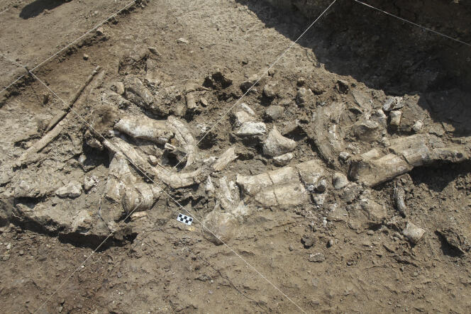 Un squelette fossilisé d’hippopotame et des artefacts oldowayens, sur le site de Nyayanga, dans le sud-ouest du Kenya, en juillet 2016. 