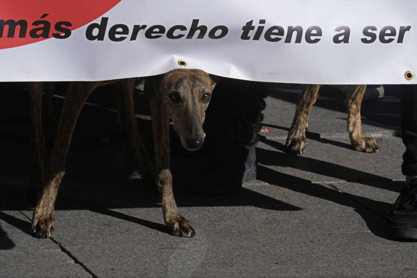 En España se ha aprobado en primera lectura un ambicioso proyecto de ley sobre bienestar animal