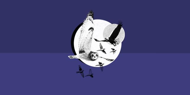 Quiz culture générale : huit questions sur les animaux