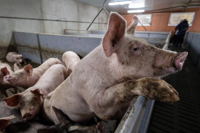 En una granja de cerdos, en Confrançon (Ain), 24 de noviembre de 2022. 
