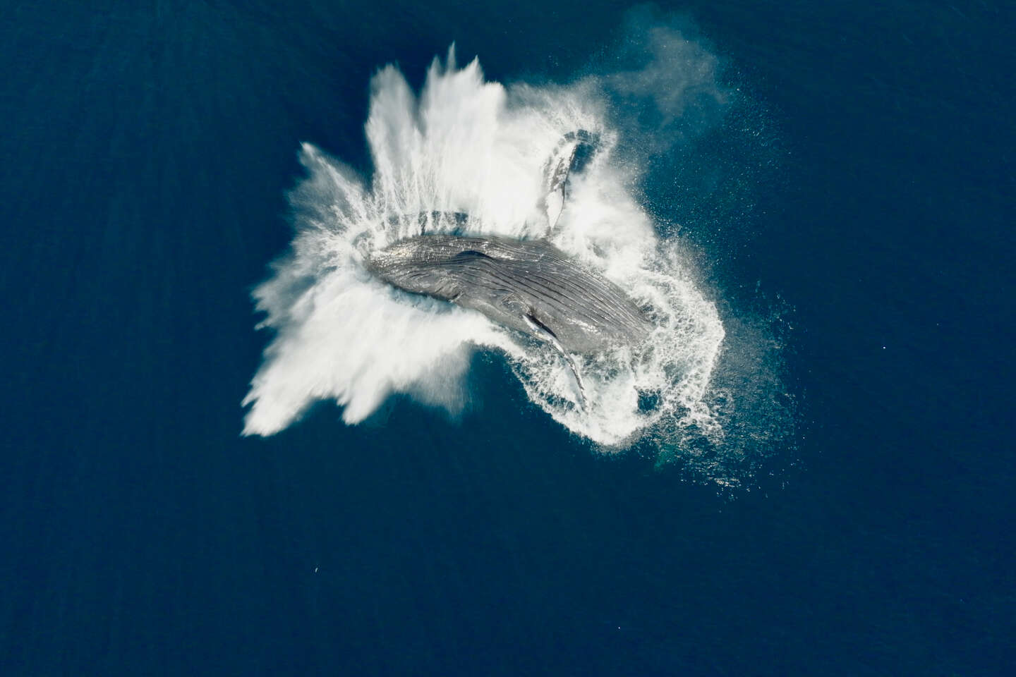 « Les Gardiennes de la planète » : une plongée au plus près des baleines avec Jean Dujardin en voix off