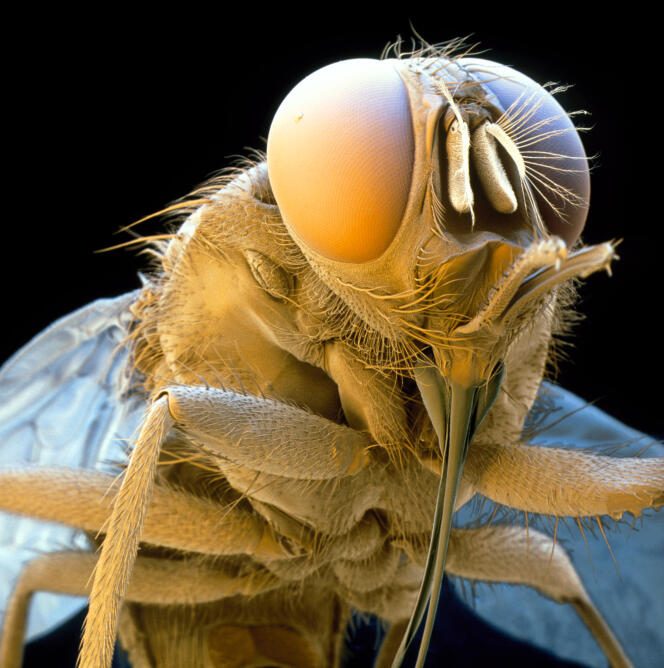Une mouche tsé-tsé au microscope électronique.