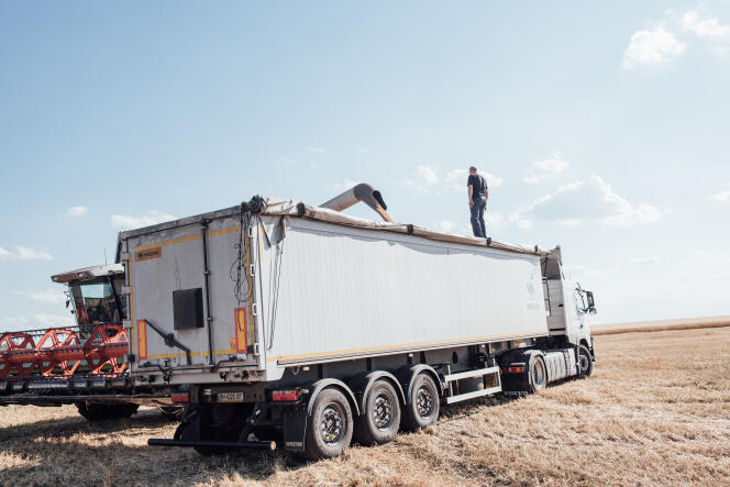 Un camionero en el techo de su camión mientras carga grano fresco.  Lioubachivka (Ucrania), 14 de julio de 2022.