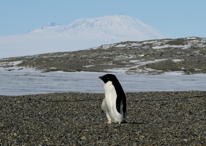 An Adelie penguin in Antarctica, November 11, 2016. 