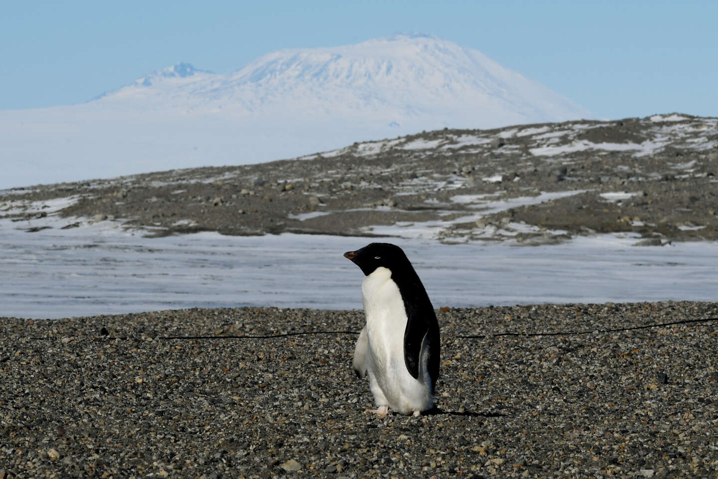 Guano z kolonii pingwinów jest skarbem archeologicznym