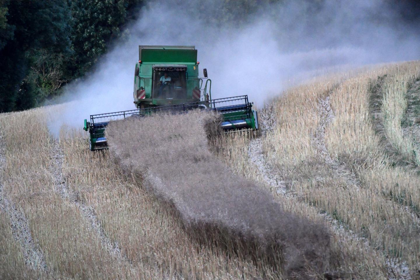 Productores de cereales, grandes ganadores del aumento de los ingresos de los agricultores en 2022