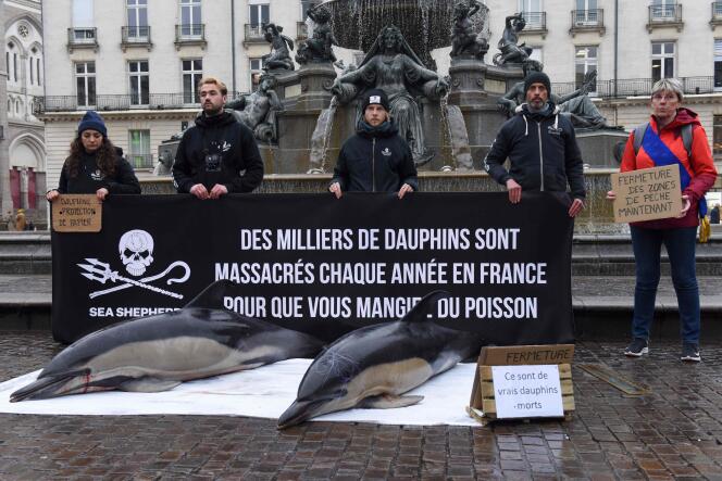 Des membres de l’association Sea Shepherd France devant les cadavres de deux dauphins retrouvés la veille, lors d’une manifestation pour dénoncer la pêche non sélective, à Nantes, le 24 février 2023.