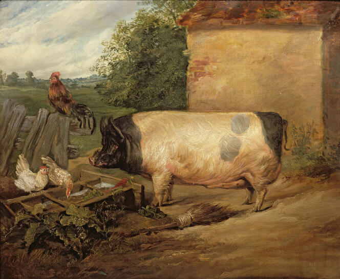 « Portrait d’un porc de prix », propriété de Squire Weston of Essex, 1810, par  Edwin Landseer (1802-73)