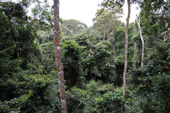El arboreto Raponda Walker en la Reserva Nacional Giant Woods, al norte de Libreville (Gabón), 28 de febrero de 2023.