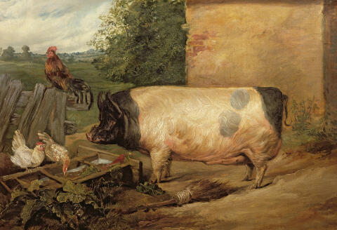 AJ84604 Portrait of a prize pig, property of Squire Weston of Essex, 1810 by Landseer, Edwin (1802-73); Private Collection; (add.info.: by Edwin Landseer).