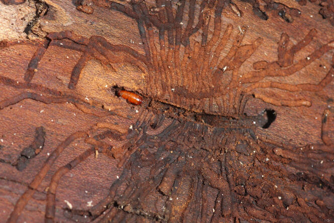 Galleries and bark beetle larvae in a tree, in Brittany, in 2008.