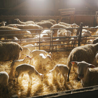 Les agneaux de Laurent Foucras sont élevés en bergerie, se sont des « agneaux laitons », ils tètent leurs mères et grandissent avec elles pendant au moins 90 jours. Dans la commune de Goutrens (Aveyron), le 6 février 2023.