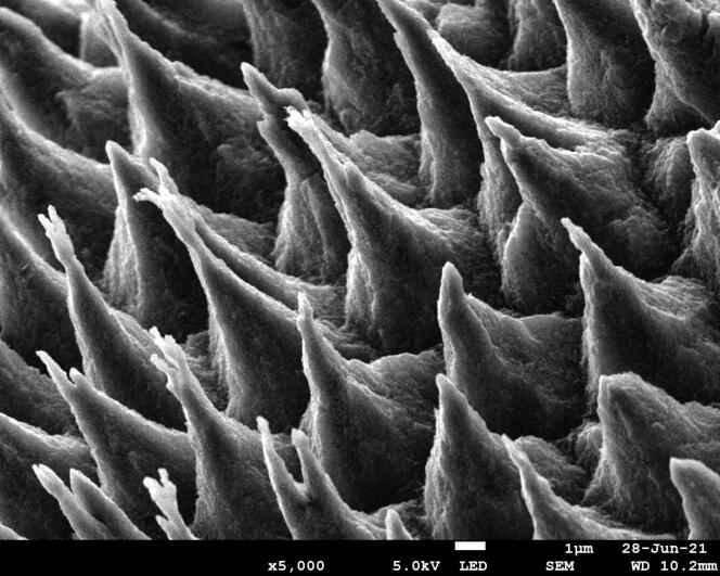 SEM image of the network of micropyramids seen at 45°. 